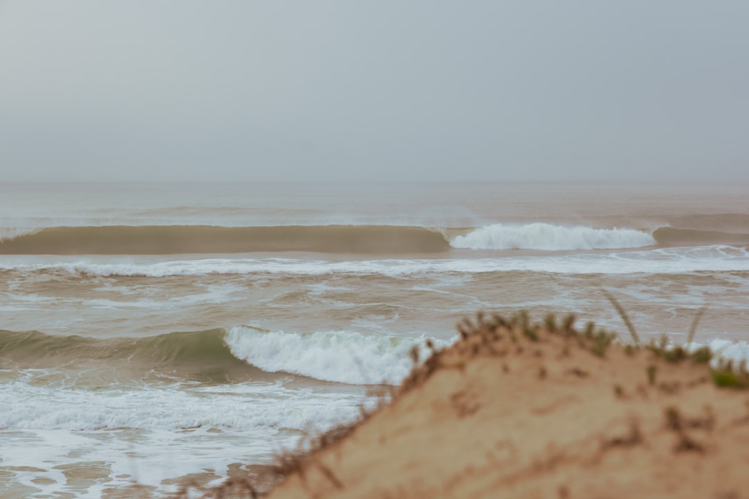 découvrez tout sur les furets : caractéristiques, habitat, comportement et conseils d'élevage pour mieux comprendre ces animaux de compagnie adorables et curieux.