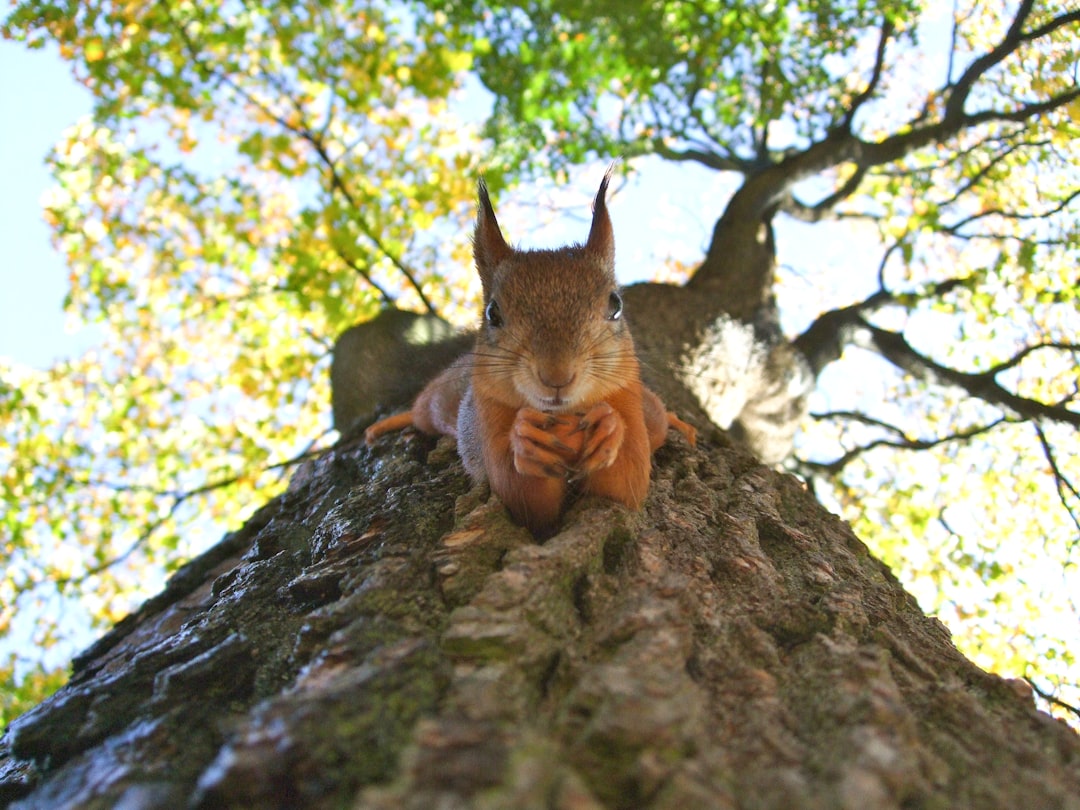 découvrez l'univers fascinant des écureuils, ces adorables rongeurs aux grandes queues touffues. apprenez tout sur leur habitat, leur comportement, et les différents types d'écureuils à travers le monde. plongez dans la vie intrigante de ces créatures espiègles et comment elles s'adaptent à leur environnement.