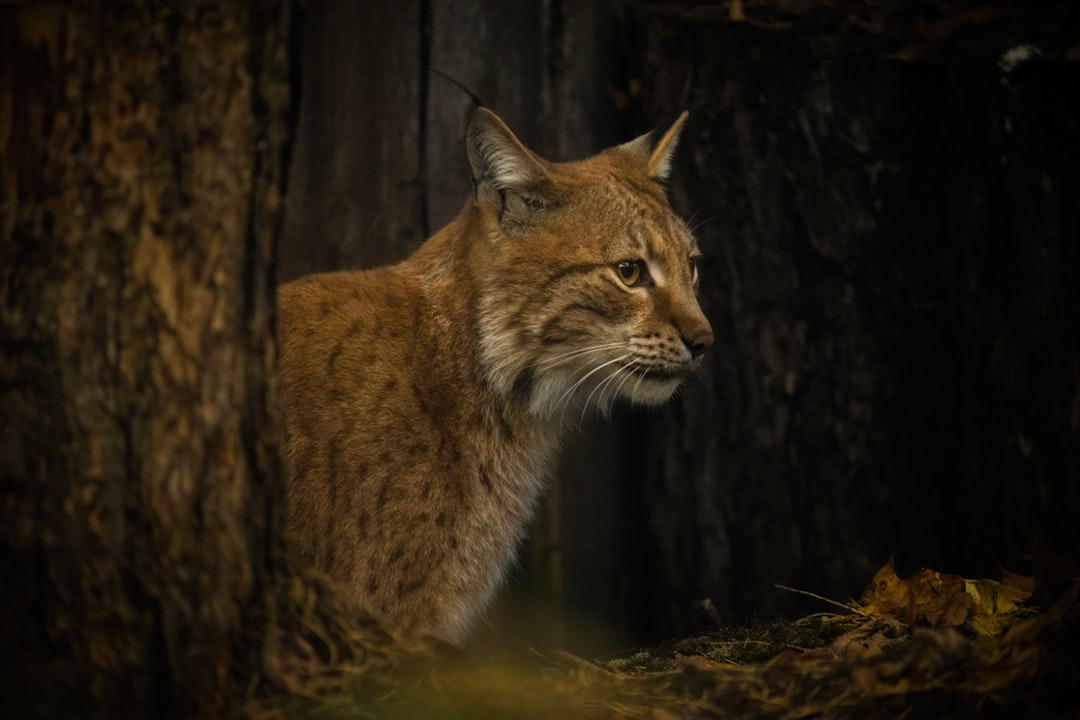 découvrez le lynx, cet animal fascinant et mystérieux, symbole de la nature sauvage. apprenez tout sur ses habitats, son comportement, et son rôle essentiel dans l'écosystème. explorez les différentes espèces de lynx et leur conservation.