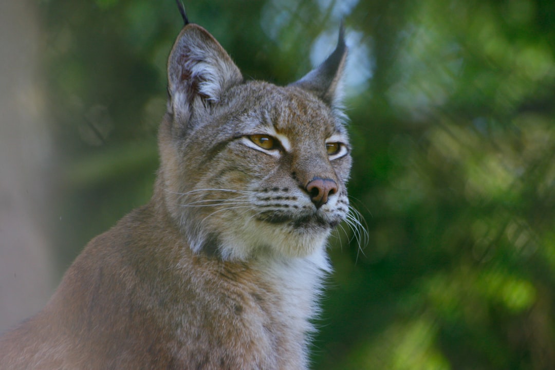 découvrez le lynx, un félin intrigant et majestueux, symbole de la biodiversité en forêt. apprenez tout sur son habitat, ses comportements, et les efforts de conservation pour protéger cette espèce menacée.