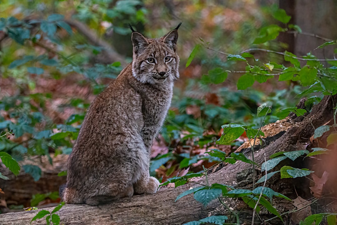 découvrez le lynx, un félin emblématique des forêts, connu pour son agilité, son pelage tacheté et ses grandes oreilles. apprenez tout sur son habitat, son comportement et les efforts de conservation pour protéger cette espèce fascinante.