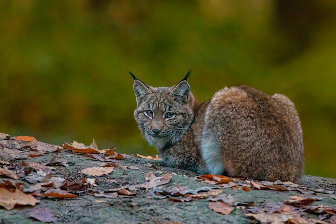 découvrez le lynx, un félin mystique et fascinant des forêts. apprenez-en plus sur son habitat, ses comportements et son rôle indispensable dans l'écosystème. plongez dans l'univers captivant de cet animal emblématique.