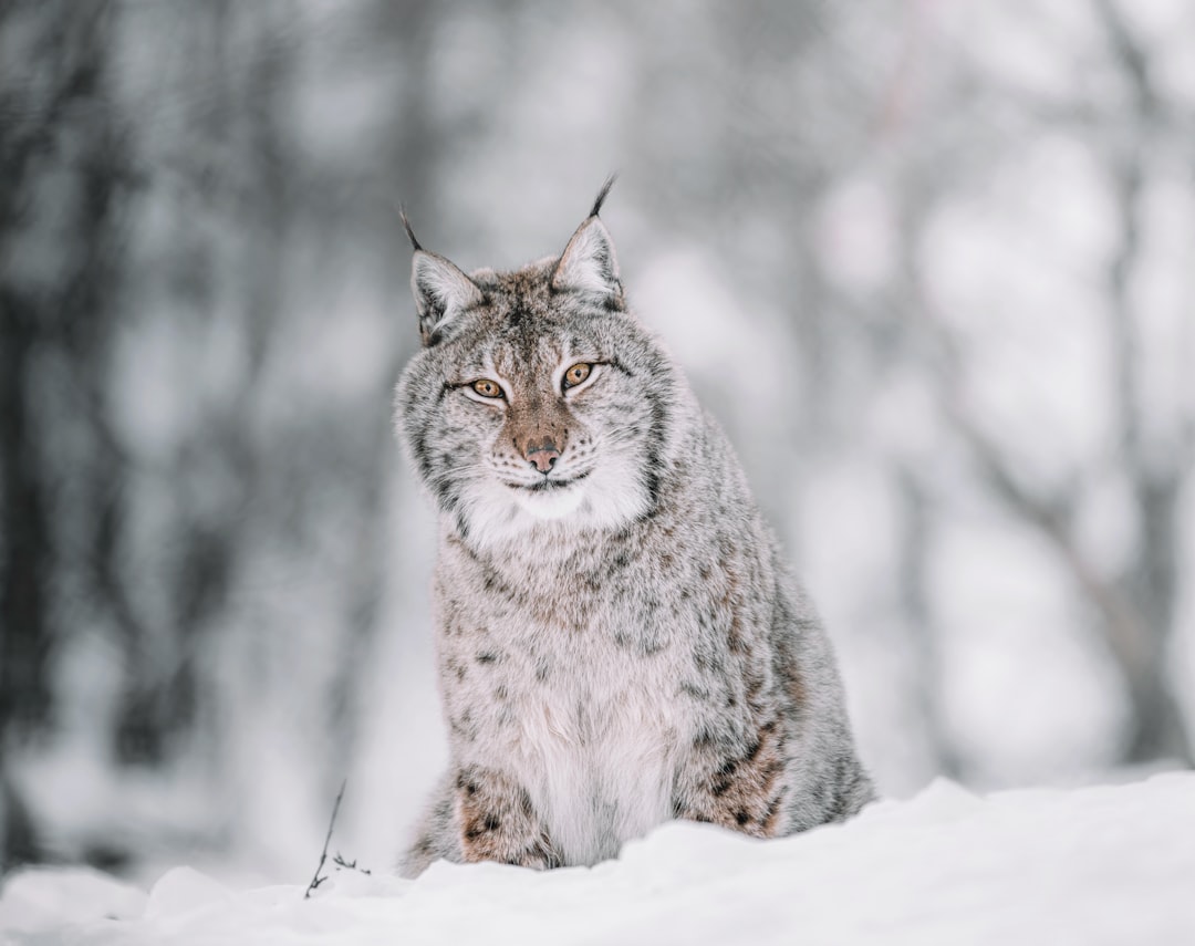 découvrez le lynx, ce félin mystérieux et fascinant qui évolue dans les forêts d'europe et d'asie. apprenez-en plus sur ses caractéristiques, son habitat et son rôle essentiel dans l'écosystème. plongez dans l'univers captivant du lynx!