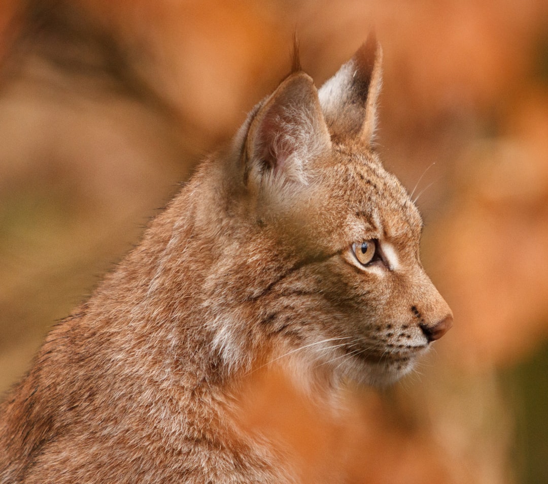 découvrez le lynx, un félin mystérieux et majestueux, symbole de la biodiversité. apprenez-en plus sur son habitat, son comportement et les efforts de conservation pour protéger cette espèce fascinante.