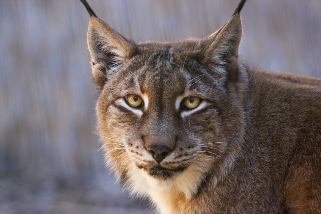 découvrez le lynx, ce félin fascinant de la forêt, célèbre pour ses oreilles tuftées et son agilité. apprenez-en plus sur son habitat, ses habitudes de chasse et son rôle essentiel dans l'écosystème. explorez le monde mystérieux de cet animal emblématique.