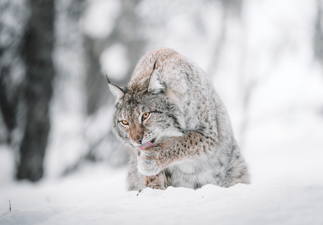 découvrez le lynx, un majestueux félin sauvage réputé pour sa finesse et son agilité. apprenez-en plus sur son habitat, son comportement et les efforts de préservation de cette espèce fascinante menacée.