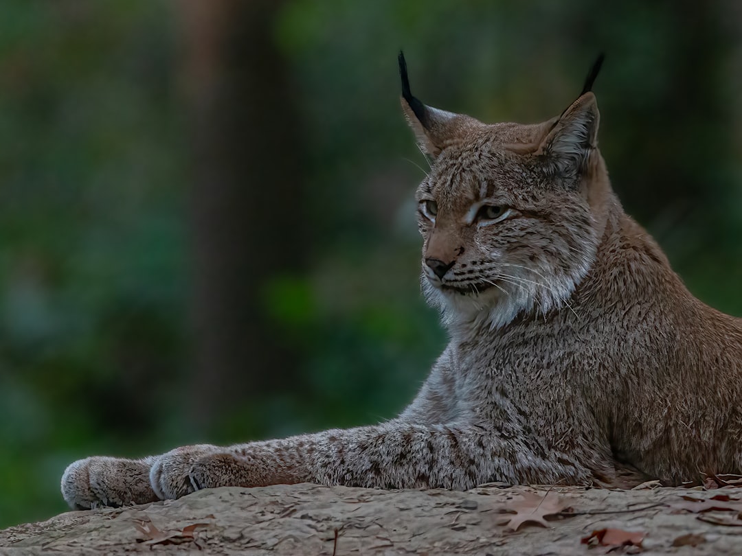 découvrez le lynx, un félin mystérieux des forêts d'europe, connu pour sa démarche silencieuse et ses oreilles en pointe. apprenez tout sur son habitat, son comportement, et son rôle essentiel dans l'écosystème.