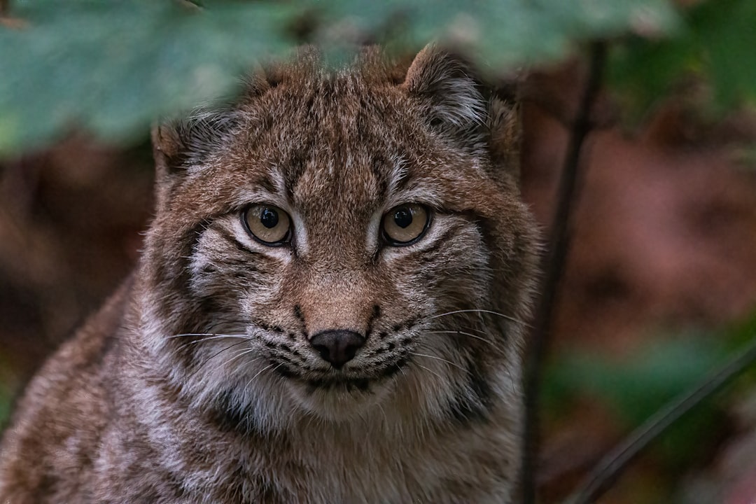 découvrez le lynx, ce félin mystérieux et majestueux des forêts, connu pour sa vue perçante et ses grandes oreilles tuftées. apprenez-en davantage sur son habitat, son comportement, et les efforts de conservation pour protéger cette espèce fascinante.