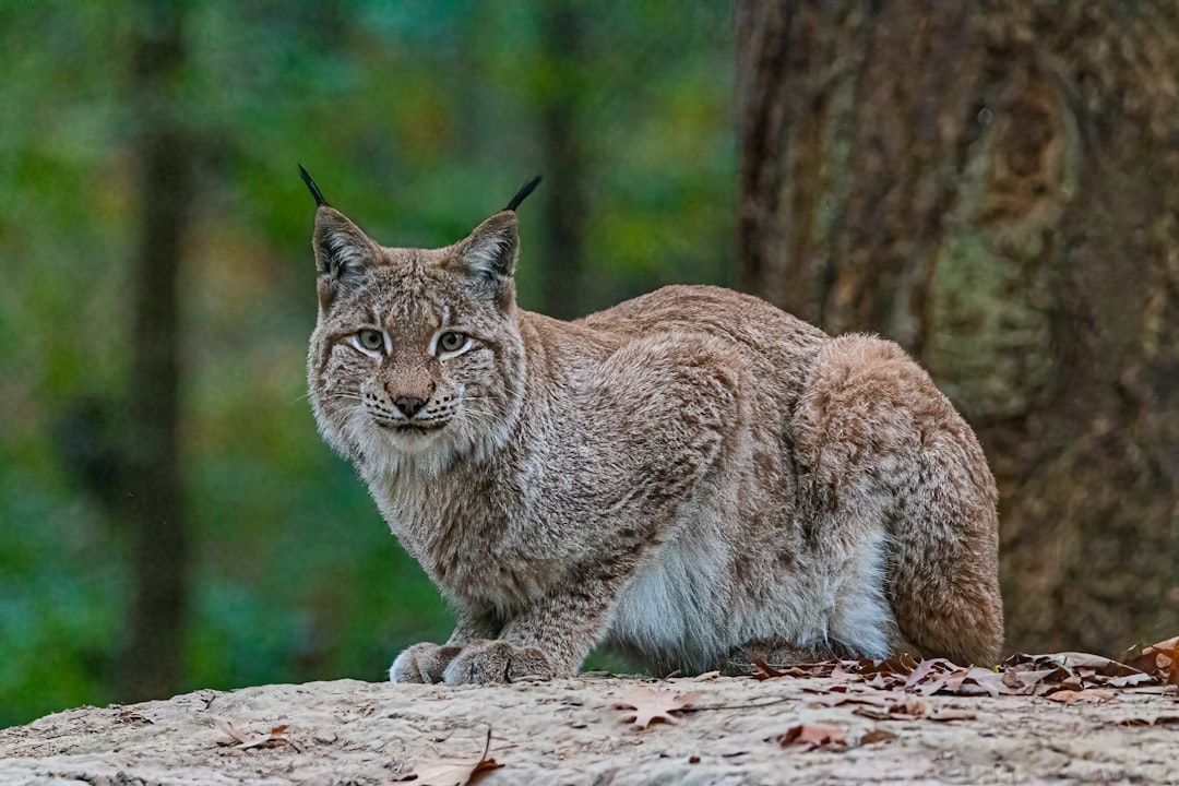 découvrez l'univers fascinant du lynx, ce félin mystérieux aux grandes oreilles. apprenez tout sur son habitat, son comportement et les enjeux de sa conservation dans nos forêts.