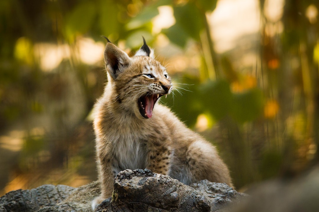 découvrez le lynx, cet animal fascinant et mystérieux, symbole de la faune sauvage. explorez ses caractéristiques, son habitat, son comportement et son rôle essentiel dans l'écosystème. apprenez comment préserver cette espèce menacée et apprécier sa beauté dans la nature.