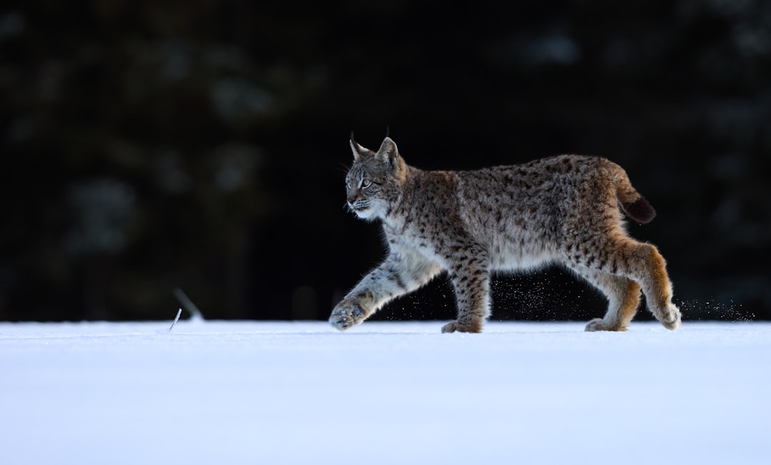découvrez le lynx, cet animal fascinant doté d'une grande agilité et d'une vue perçante. explorez ses habitudes, son habitat naturel et son rôle dans l'écosystème. apprenez-en plus sur cette espèce emblématique, ses efforts de conservation et les menaces qui pèsent sur sa survie.