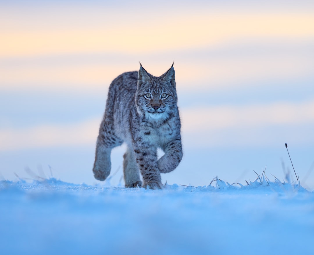 découvrez le lynx, un félin emblématique des forêts européennes. apprenez tout sur son habitat, ses comportements, et les efforts de conservation pour protéger cette espèce sauvage fascinante.